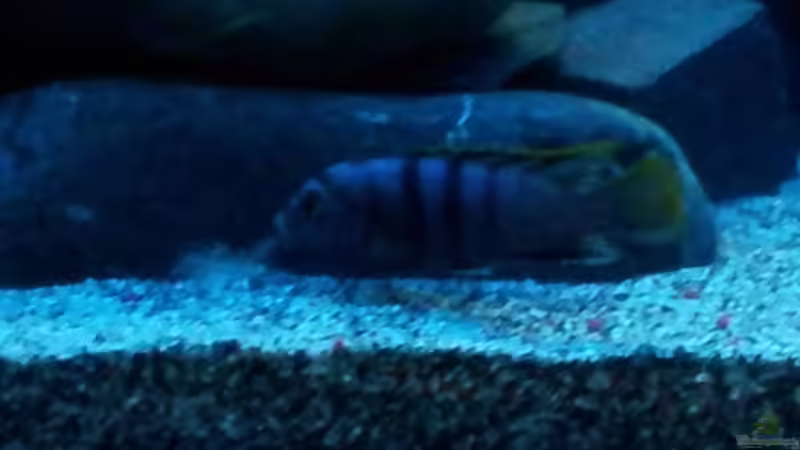 Besatz im Aquarium mein Malawi-Tank von FrankenWasser (23)