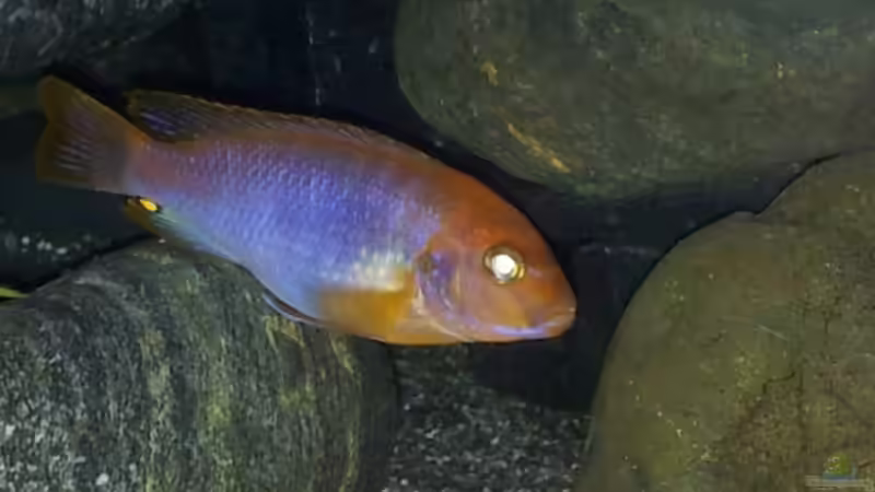 Besatz im Aquarium mein Malawi-Tank von FrankenWasser (24)