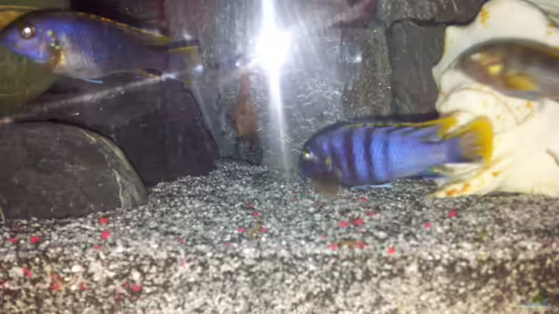 Besatz im Aquarium mein Malawi-Tank von FrankenWasser (26)