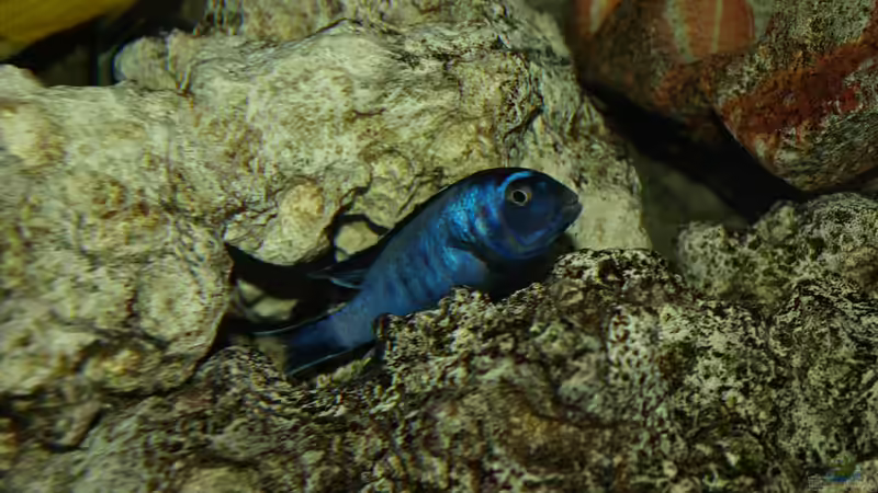 Besatz im Aquarium Mein Malawi von Erwin12 (10)