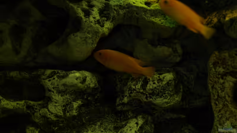 Besatz im Aquarium Mein Malawi von Erwin12 (22)