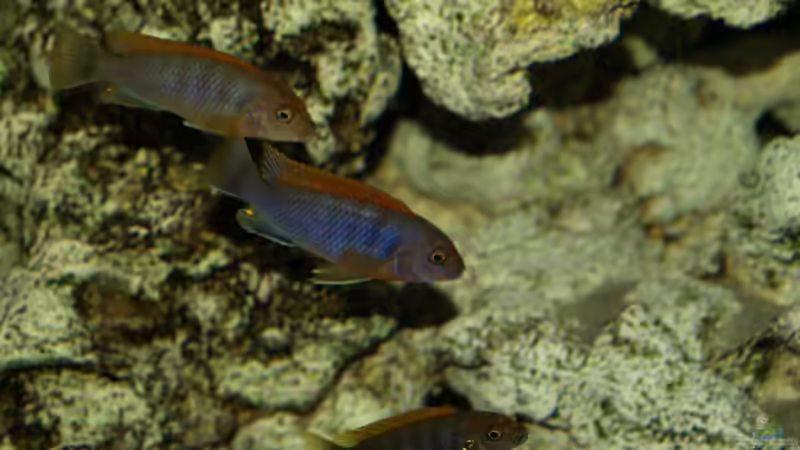 Besatz im Aquarium Mein Malawi von Erwin12 (29)