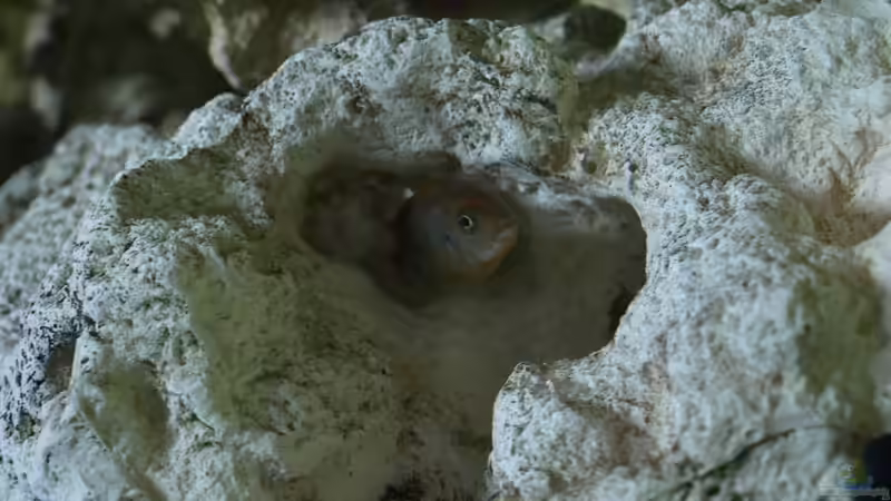 Besatz im Aquarium Mein Malawi von Erwin12 (30)