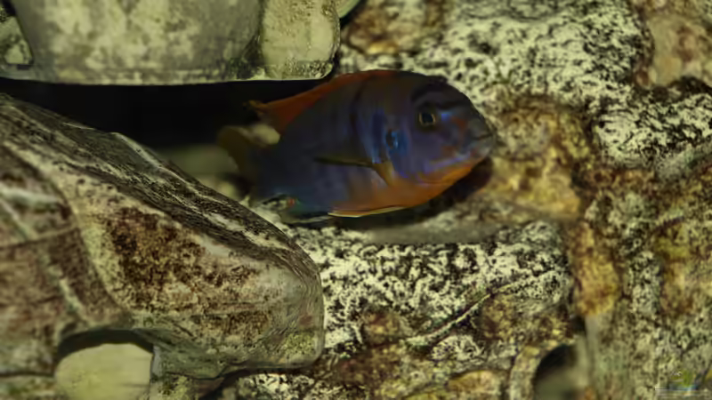 Besatz im Aquarium Mein Malawi von Erwin12 (4)