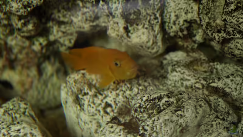 Besatz im Aquarium Mein Malawi von Erwin12 (5)