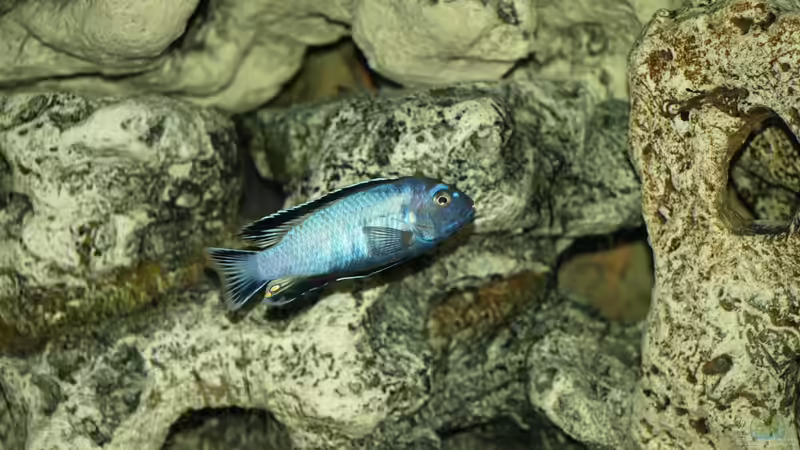 Besatz im Aquarium Mein Malawi von Erwin12 (6)