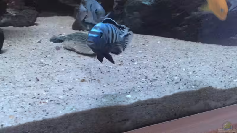 Besatz im Aquarium Mein Malawi von Milan1986 (5)