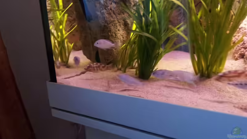 Besatz im Aquarium Mein Malawisee - 1400 Liter Wohnzimmerbecken von HirMat (16)