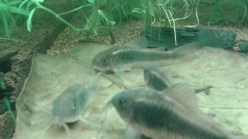 Besatz im Aquarium Mein Neues von Deoroller (67)