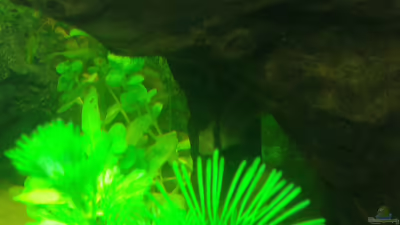 Besatz im Aquarium Mein Neues von Deoroller (69)