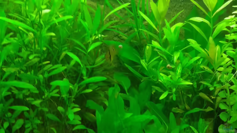 Besatz im Aquarium Mein Neues von Deoroller (70)