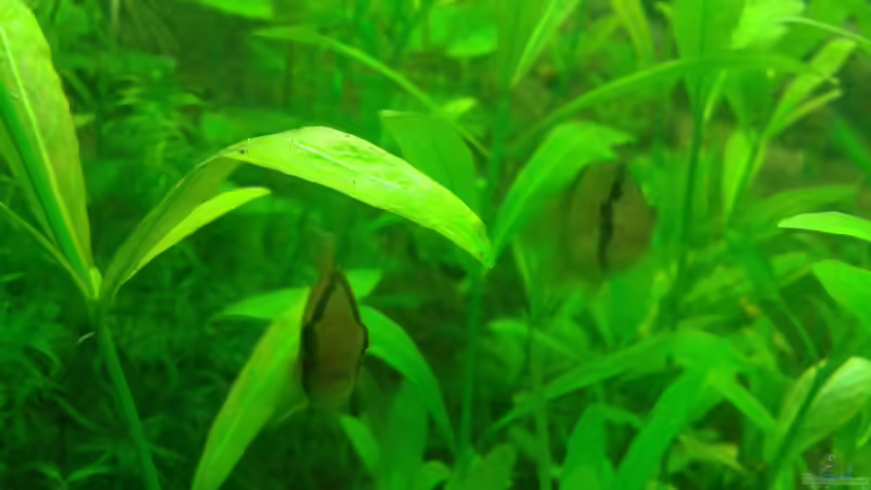 Besatz im Aquarium Mein Neues von Deoroller (71)