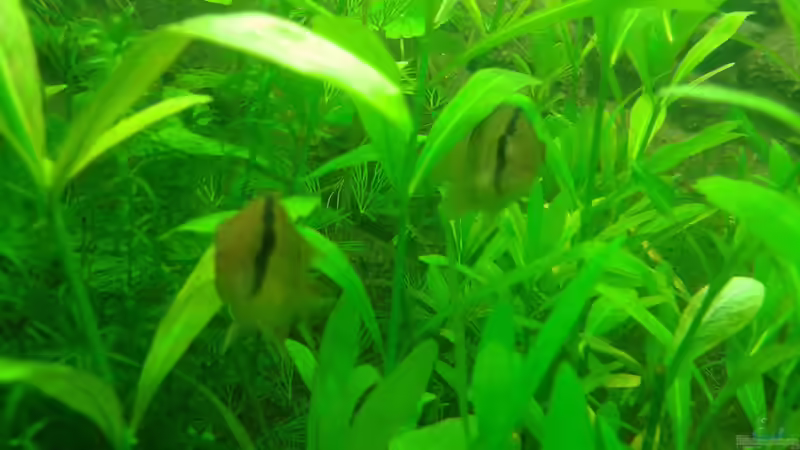 Besatz im Aquarium Mein Neues von Deoroller (72)