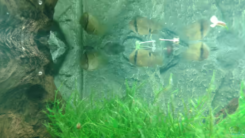 Besatz im Aquarium Mein Neues von Deoroller (73)