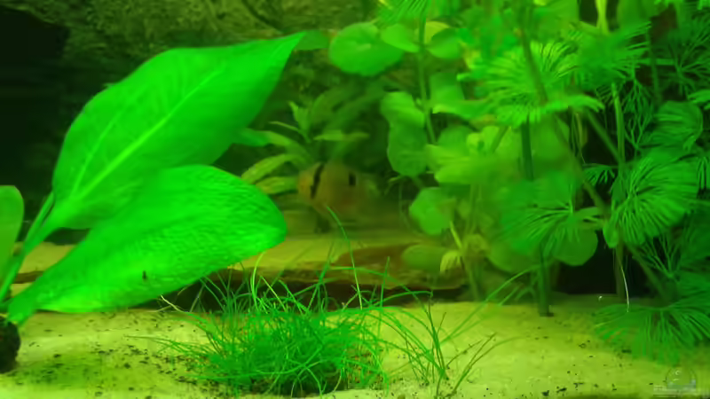 Besatz im Aquarium Mein Neues von Deoroller (74)