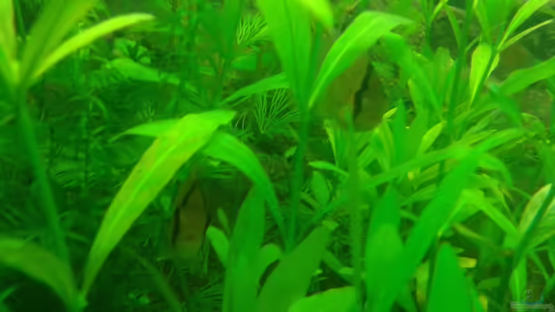 Besatz im Aquarium Mein Neues von Deoroller (75)