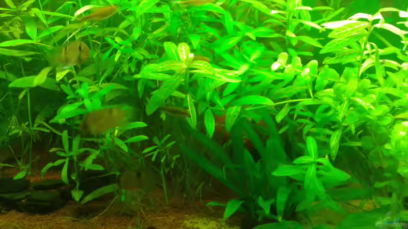 Besatz im Aquarium Mein Neues von Deoroller (79)