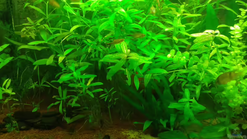 Besatz im Aquarium Mein Neues von Deoroller (80)