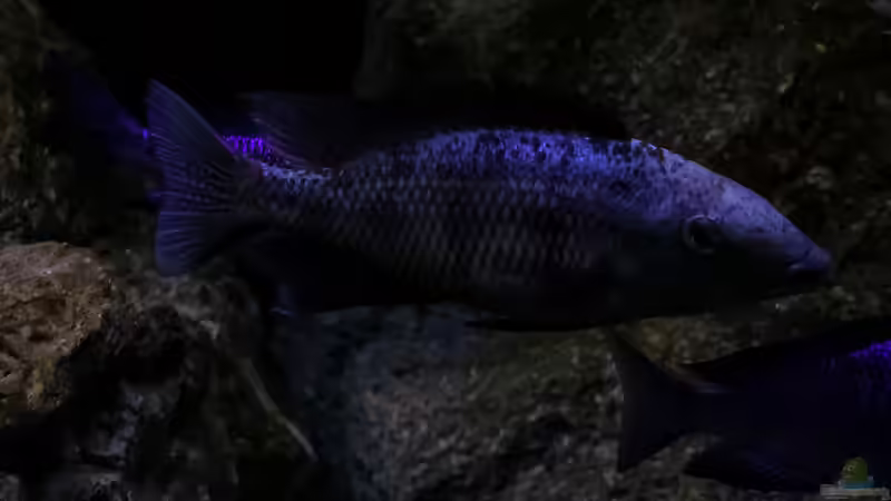 Besatz im Aquarium Mein Räubertraum von RalfB (100)