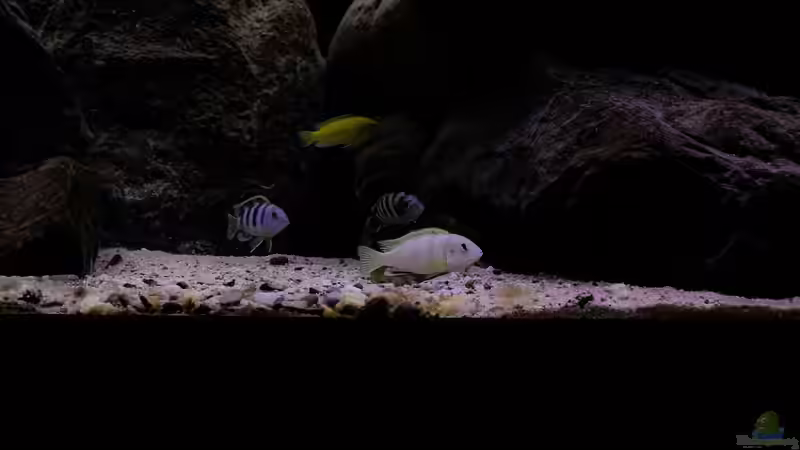 Besatz im Aquarium Mein Räubertraum von RalfB (101)