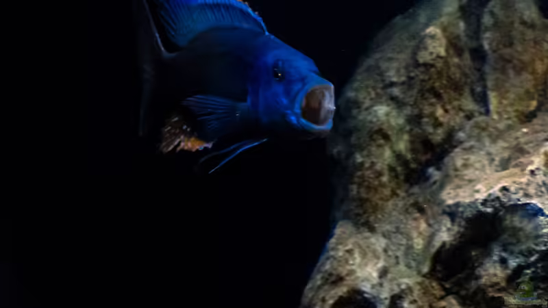 Besatz im Aquarium Mein Räubertraum von RalfB (102)