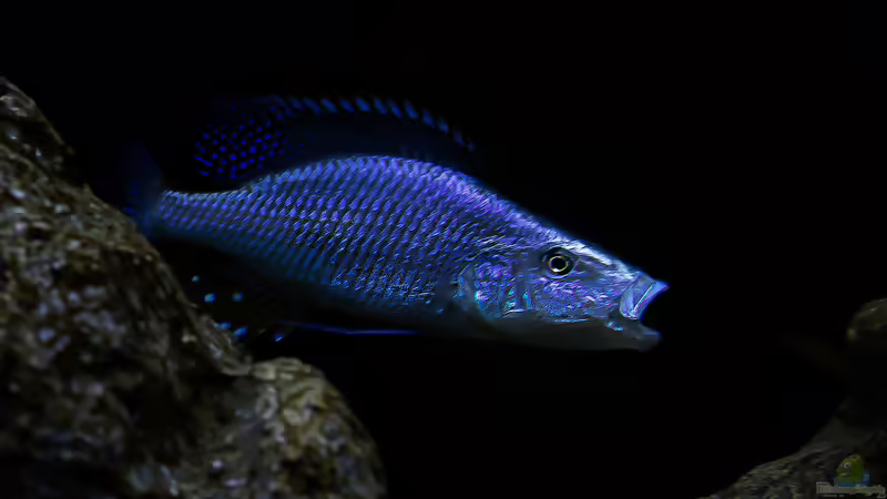 Besatz im Aquarium Mein Räubertraum von RalfB (103)