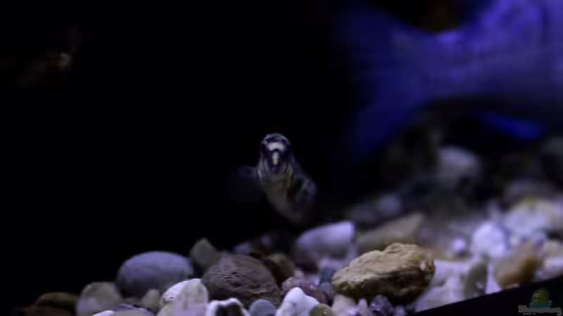 Besatz im Aquarium Mein Räubertraum von RalfB (104)