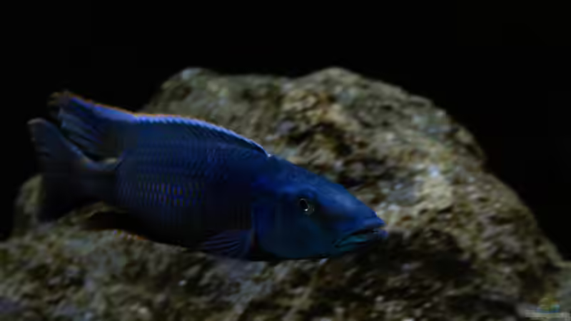 Besatz im Aquarium Mein Räubertraum von RalfB (105)