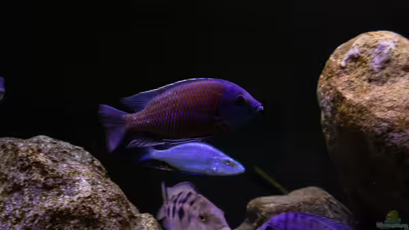 Besatz im Aquarium Mein Räubertraum von RalfB (106)