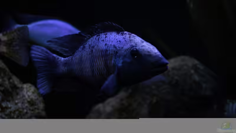 Besatz im Aquarium Mein Räubertraum von RalfB (107)