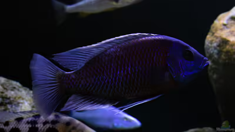 Besatz im Aquarium Mein Räubertraum von RalfB (108)