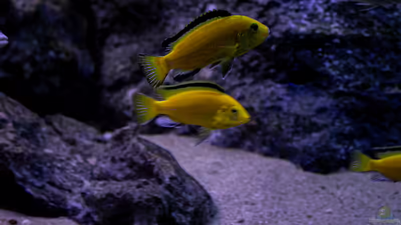 Besatz im Aquarium Mein Räubertraum von RalfB (32)