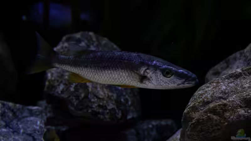 Besatz im Aquarium Mein Räubertraum von RalfB (33)