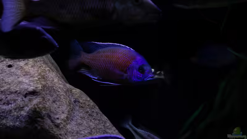 Besatz im Aquarium Mein Räubertraum von RalfB (34)