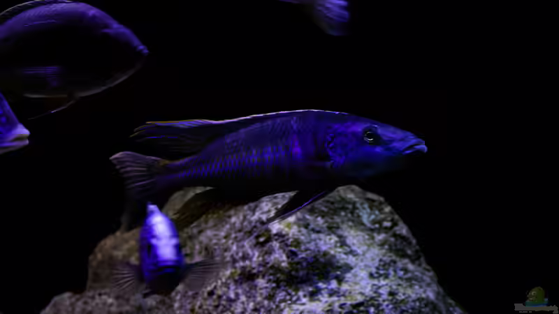 Besatz im Aquarium Mein Räubertraum von RalfB (35)