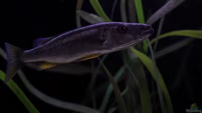 Besatz im Aquarium Mein Räubertraum von RalfB (37)