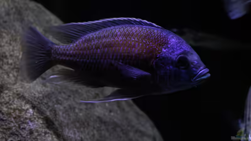 Besatz im Aquarium Mein Räubertraum von RalfB (40)