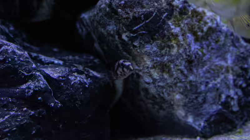 Besatz im Aquarium Mein Räubertraum von RalfB (41)