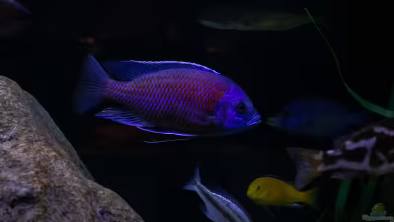 Besatz im Aquarium Mein Räubertraum von RalfB (43)