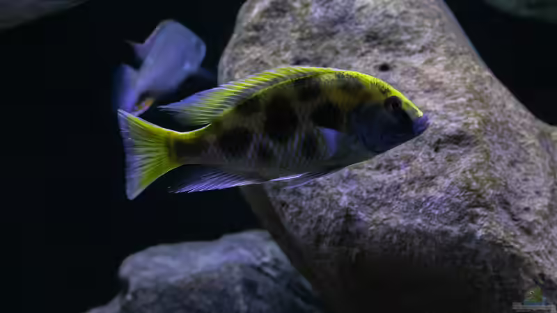 Besatz im Aquarium Mein Räubertraum von RalfB (46)