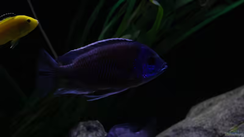 Besatz im Aquarium Mein Räubertraum von RalfB (47)