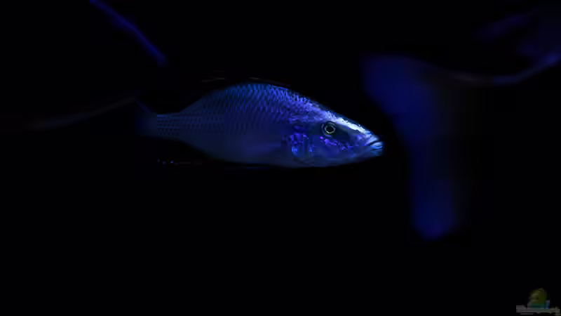 Besatz im Aquarium Mein Räubertraum von RalfB (50)