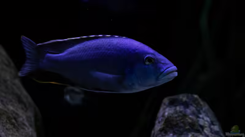 Besatz im Aquarium Mein Räubertraum von RalfB (51)