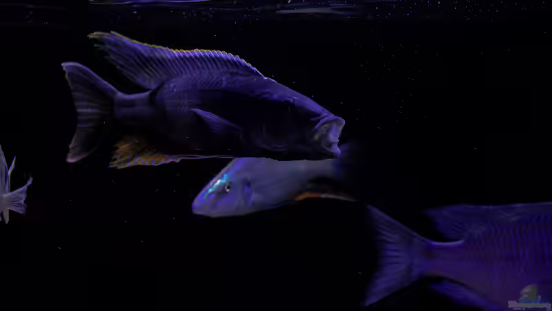 Besatz im Aquarium Mein Räubertraum von RalfB (54)