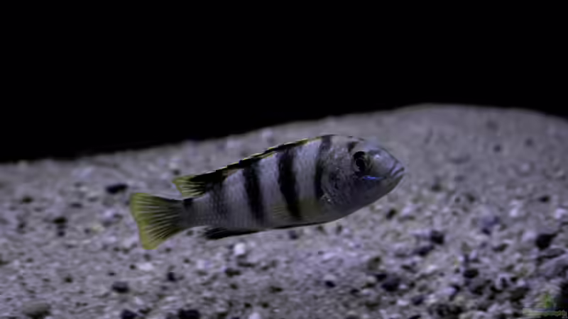 Besatz im Aquarium Mein Räubertraum von RalfB (55)