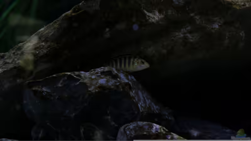 Besatz im Aquarium Mein Räubertraum von RalfB (56)