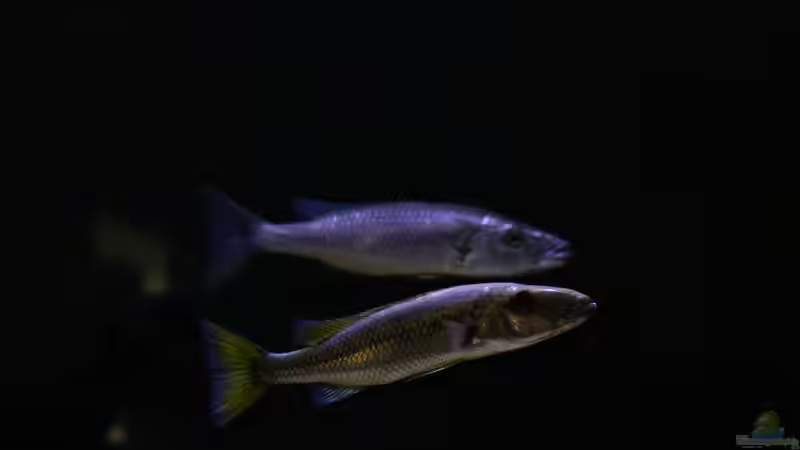 Besatz im Aquarium Mein Räubertraum von RalfB (57)