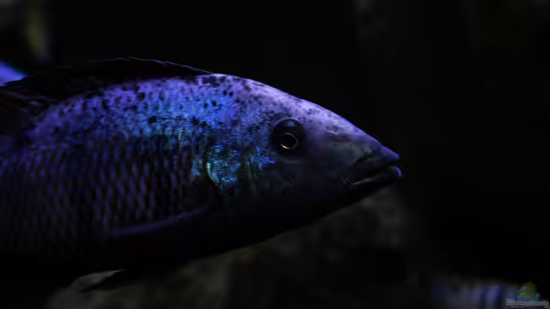 Besatz im Aquarium Mein Räubertraum von RalfB (59)