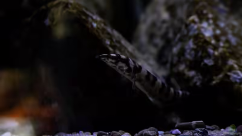 Besatz im Aquarium Mein Räubertraum von RalfB (60)