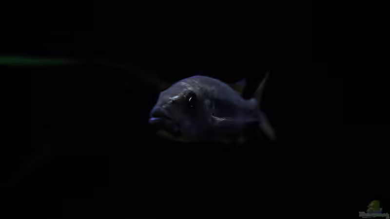 Besatz im Aquarium Mein Räubertraum von RalfB (61)